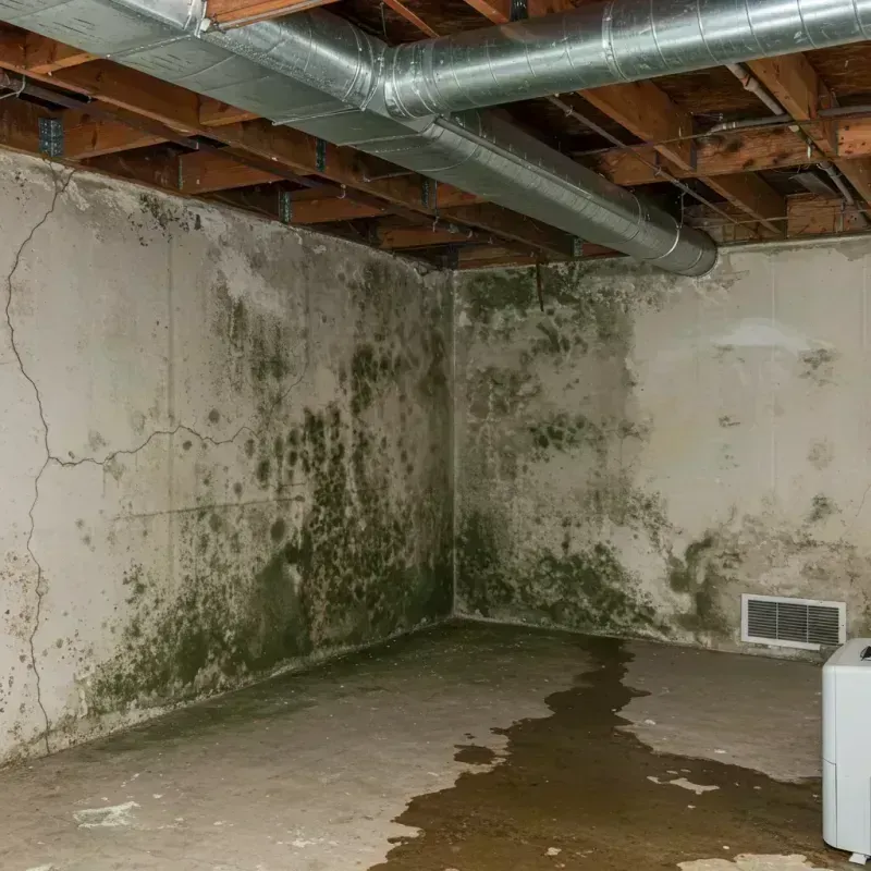 Professional Mold Removal in Tinley Park, IL